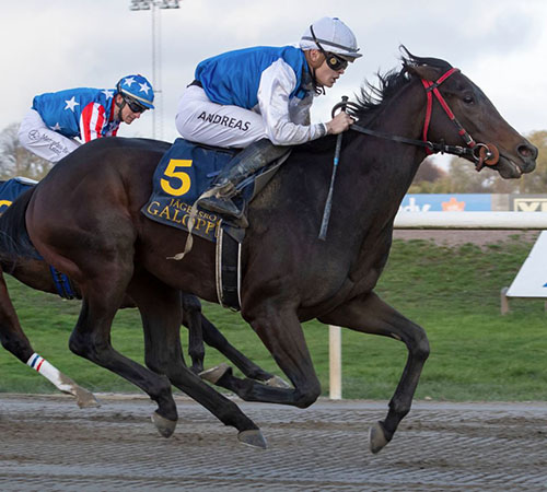 No Short Cuts (Foto Svensk Galopp)