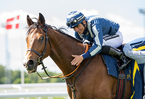 Match Maker. Foto Svensk Galopp