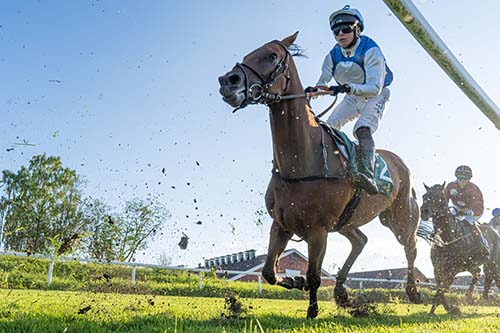 Sea Lodge Bilde: Hestefoto.no Marek Rzewuski