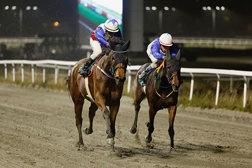 Angelo ©hesteguiden.com 