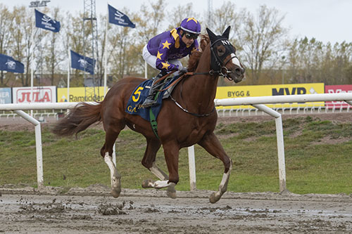 Bullet Bling. Foto: Svensk Galopp/Stefan Olsson
