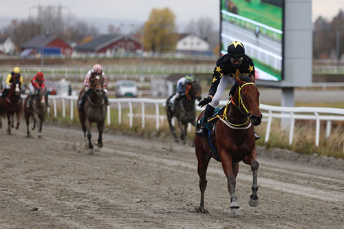 Want Want ©hesteguiden.com 