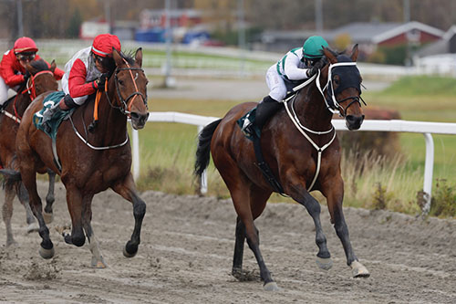 Youonlyliveonce ©hesteguiden.com