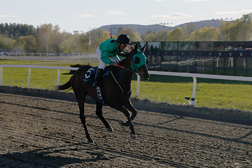 Lucky Diamond ©hesteguiden.com 